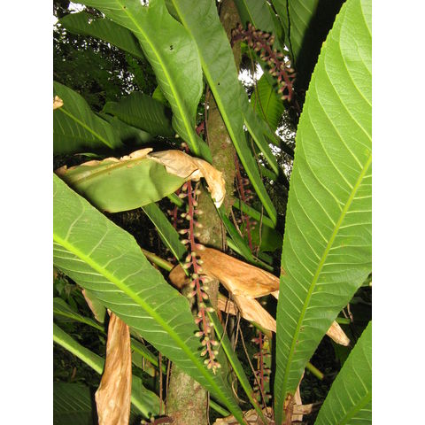 Barringtonia calyptrocalyx 