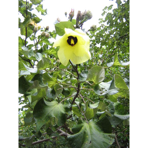 Hibiscus denisoni