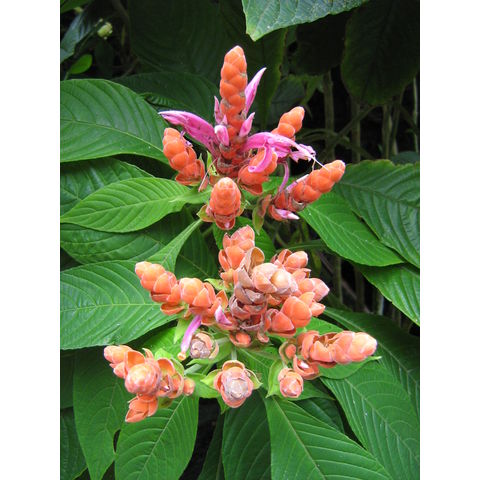 Aphelandra sinclairiana