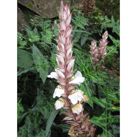 Acanthus montanus