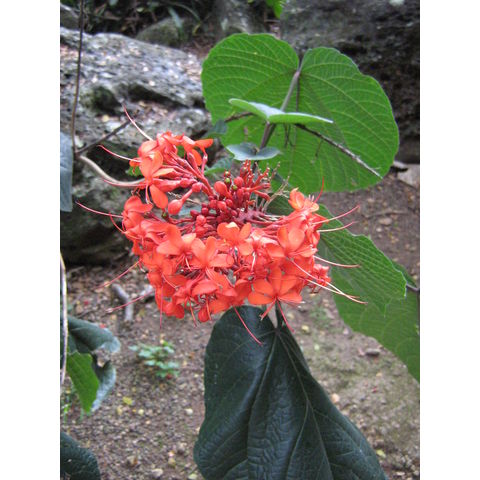 Clerodendrum buchanani 