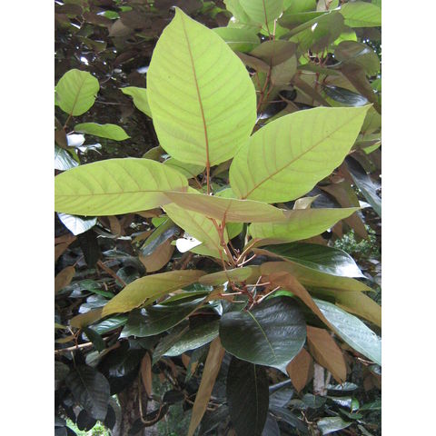 Haritiera longipetiolata 