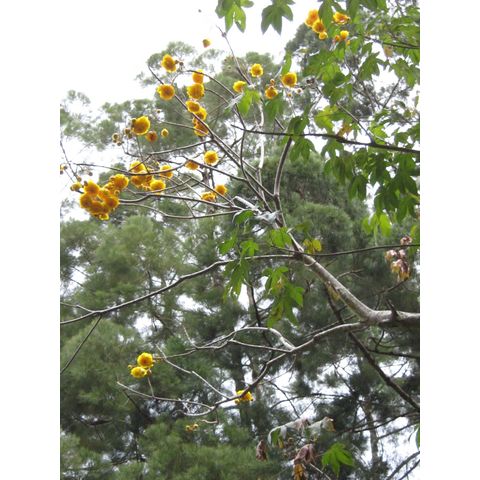 Cochlospermum vitifolium 