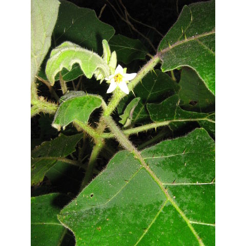 Solanum hirsutissimum