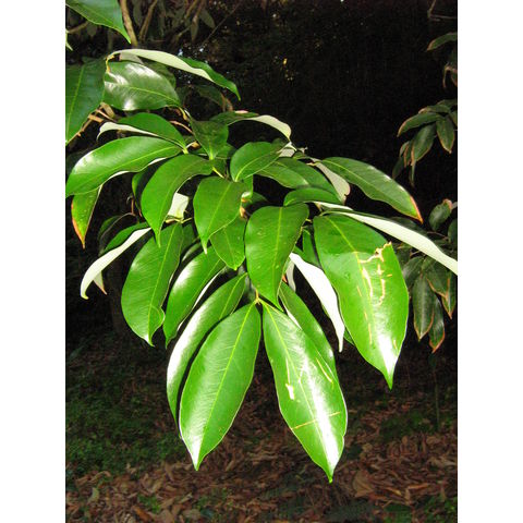 Lichi chinensis 