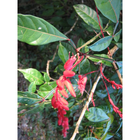 Quassia amora Simaroubaceae Quassia amara 