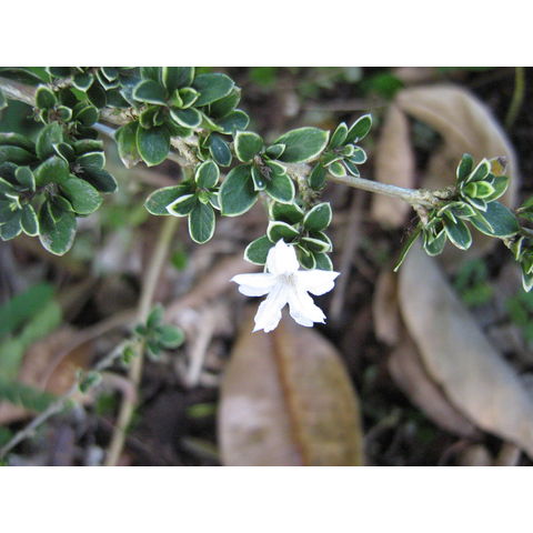 Malpighia coccifera  Malpighia coccifera 