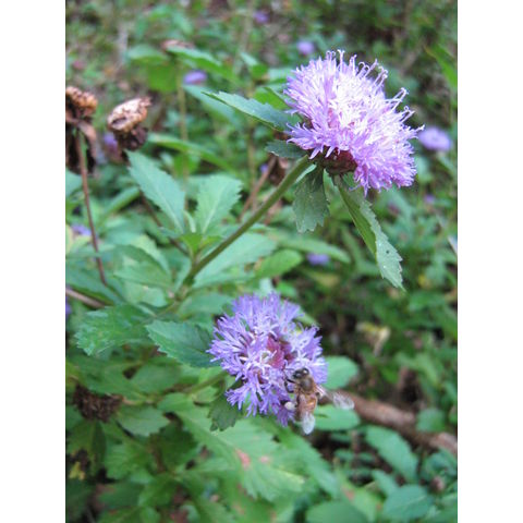 Centrantherum intermedium 