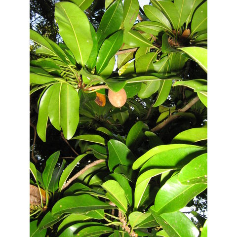 Madhuca grandifolia Sapotaceae