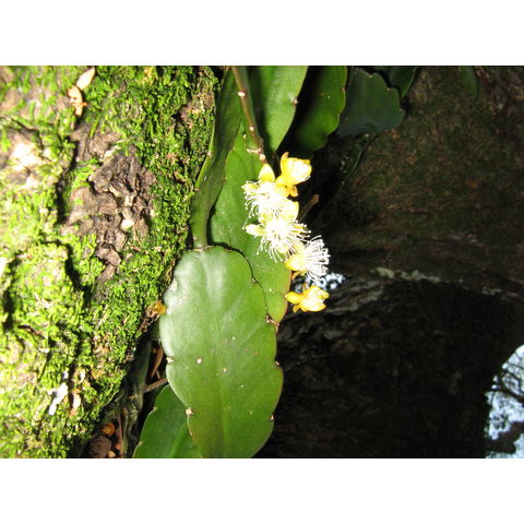 Rhipsalis elliptica 