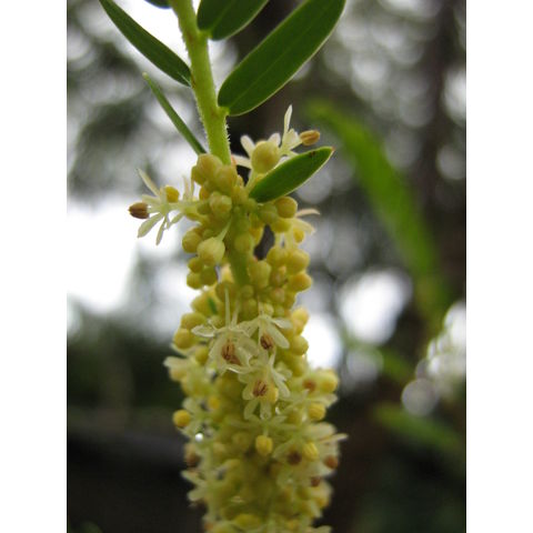 Phyllanthus emblica 