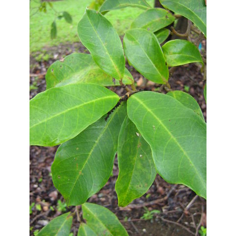 Antidesma bunius Euphorbiaceae