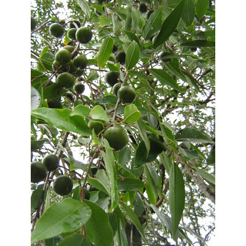 Excoecaria indica Euphorbiaceae
