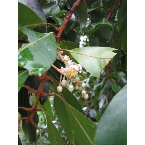 Calophyllum tomentosum 