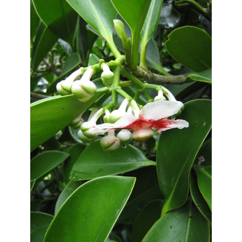 Calophyllum sp. 