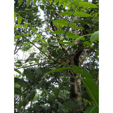 Dracontomelon edule Anacardiaceae