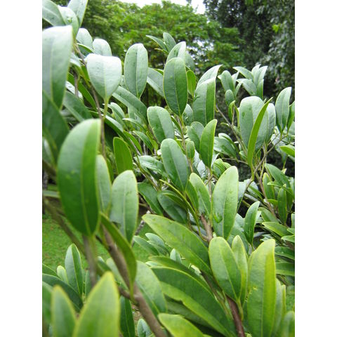 Micromelum minutum Rutaceae