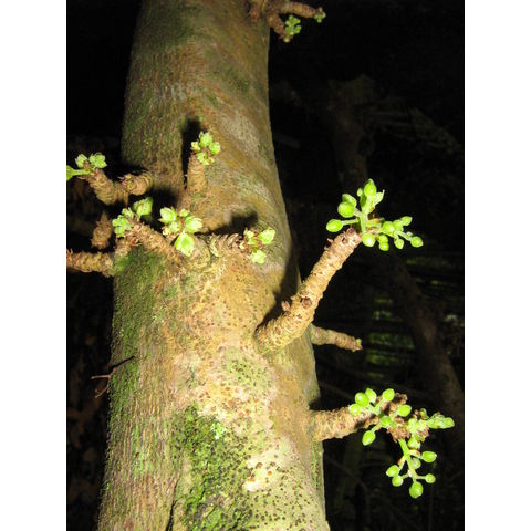 Sterculia schumanniana 