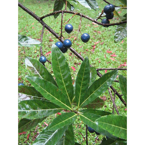 Elaeocarpus angustifolius 