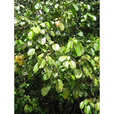 Pimelodendrum amboinicum Euphorbiaceae