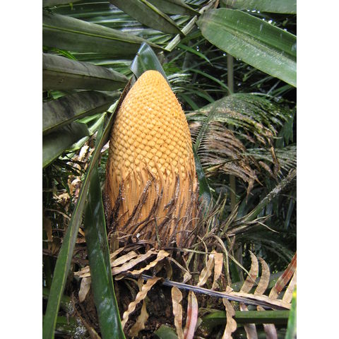 Cycas rumphii 