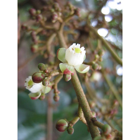 Carapa guianensis Meliaceae