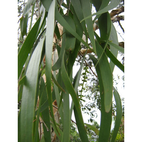 Melaleuca leucadendra 