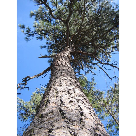 Pinus ponderosa
