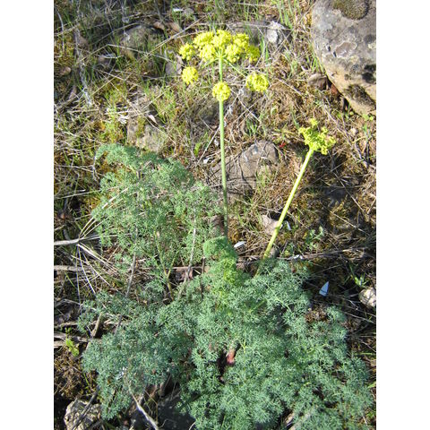 Lomatium sp.