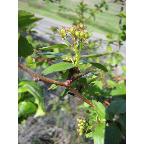 Crataegus columbiana