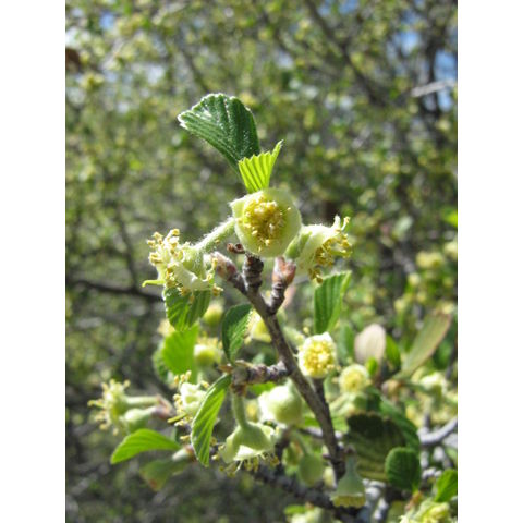 Cercocarpus ledifolium