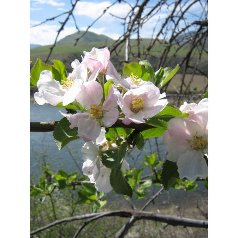 Malus pumila