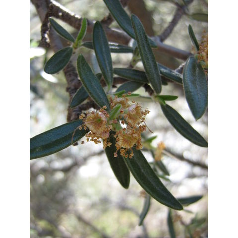 Cercocarpus montana