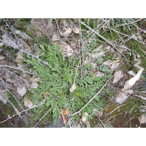 Jacques Spur (Lapwai) #3