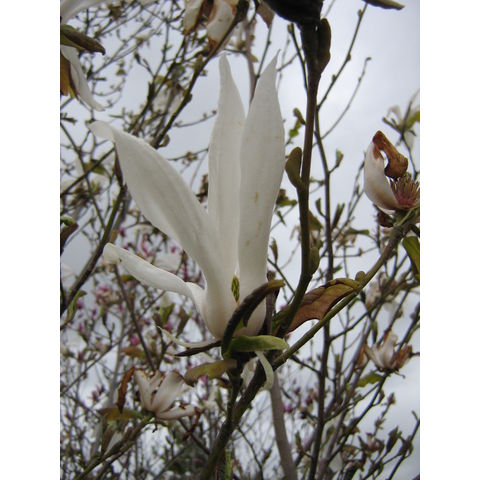 Magnolia x kewensis 'Wada's Memory'
