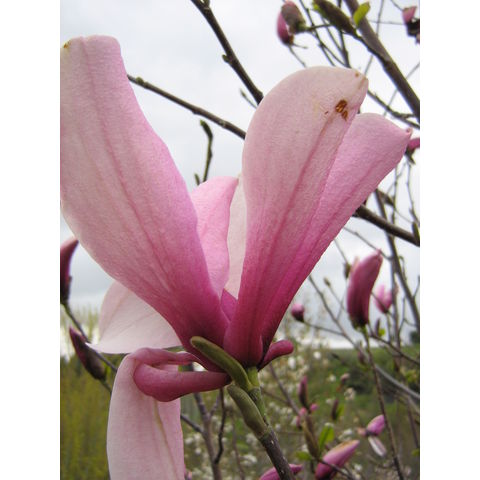 Magnolia 'Galaxy'