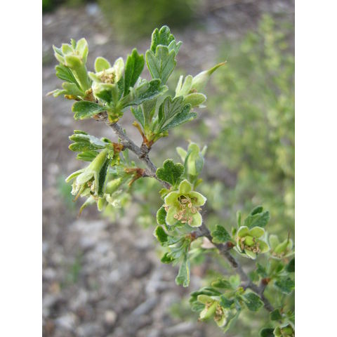 Perovskia atriplicifolia
