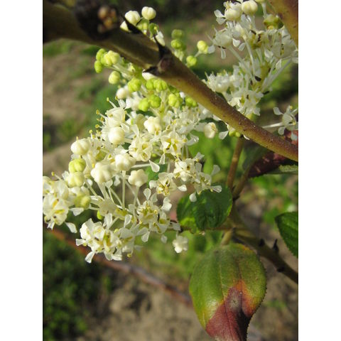 Ceanothus velutinus
