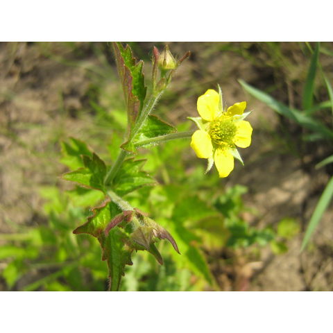 Geum macrophyllum