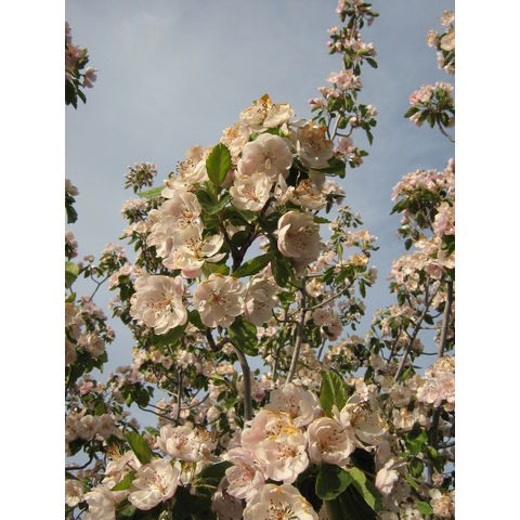 Malus ioensis 'Klehm's Improved Bechtel'