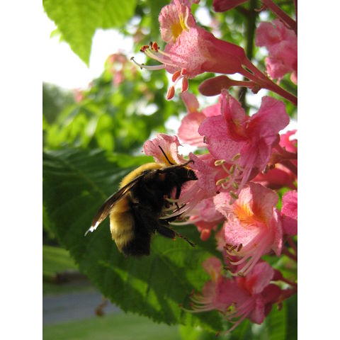 Aesculus carnea 'Briotii'