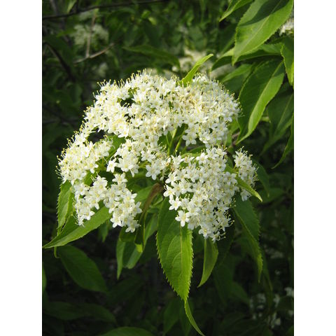 Viburnum lentago