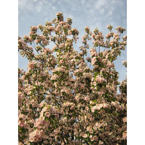 Malus ioensis 'Klehm's Improved Bechtel'