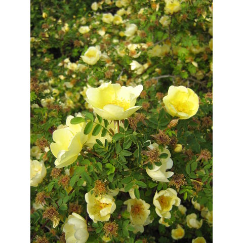 Rosa 'Canary Bird'