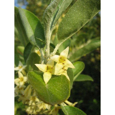 Elaeagnus sp.