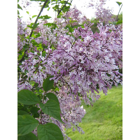 Syringa sweginzowii