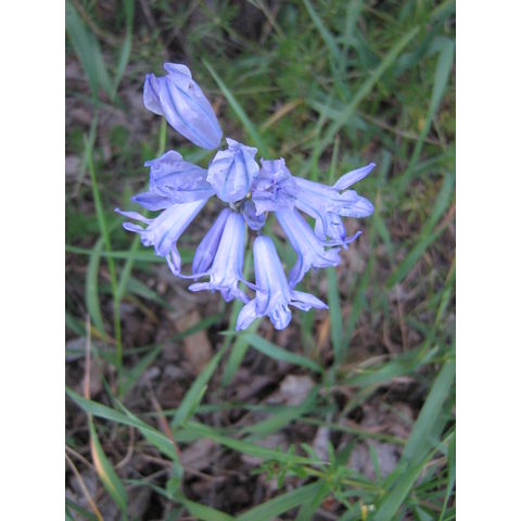 Brodiaea sp.