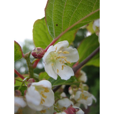 Actinidia kolomikta 'Arctic Beauty'