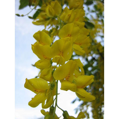 Laburnum x watereri 'Vossii'