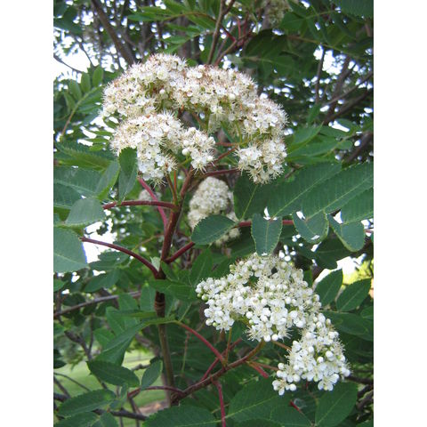 Sorbus decora